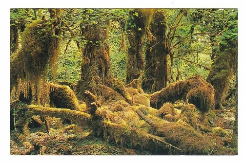 Foresta pluviale penisola - pluviale,,
