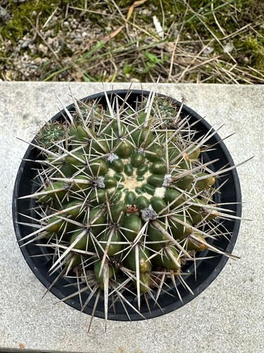 Notocactus submammulosus 8 - notocactus,