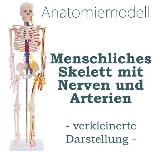 Modello anatomico scheletro