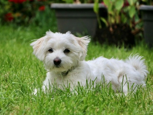 Pet maltese cucciolo cane - pet,