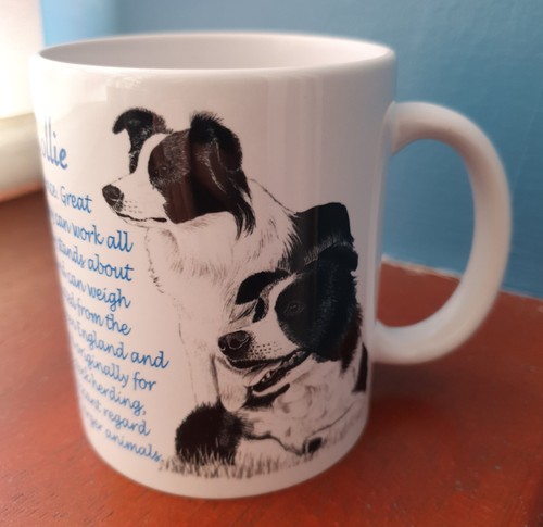 Tazza border collie - collie,