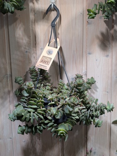 Crassula hottentot semaforo - crassula,