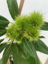 PIANTA DI CASTAGNO MARRONE DI