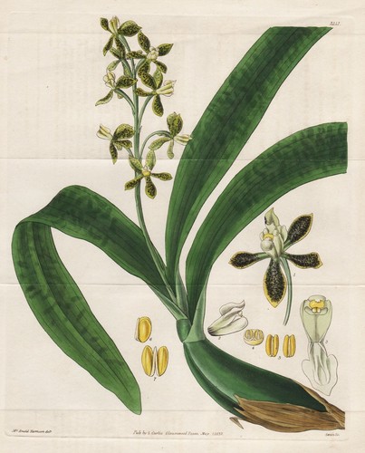 Epidendrum variegatum orchidea - variegatum,