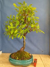 bonsai  quercia  trojana  h 74 cm visita il negozio