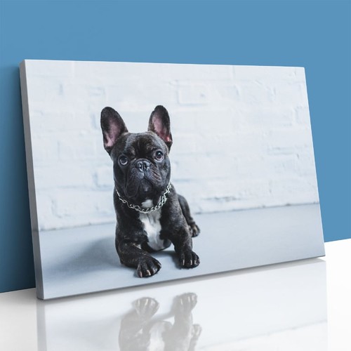 Quadro bulldog francese - bulldog,