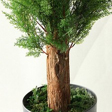 Piante verdi artificiali - 10*, da