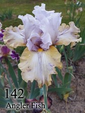 1 Rizoma Iris Germanica