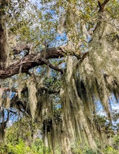 5 Gallons Spanish Moss