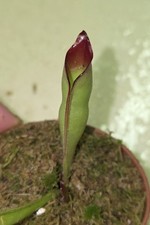 Heliamphora Sarracenioides