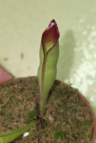 Heliamphora sarracenioides - heliamphora,