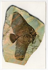 Pesce Angelo fossile di Bolca