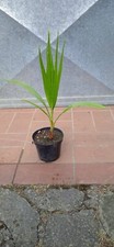 Pianta palma washingtonia - pianta,