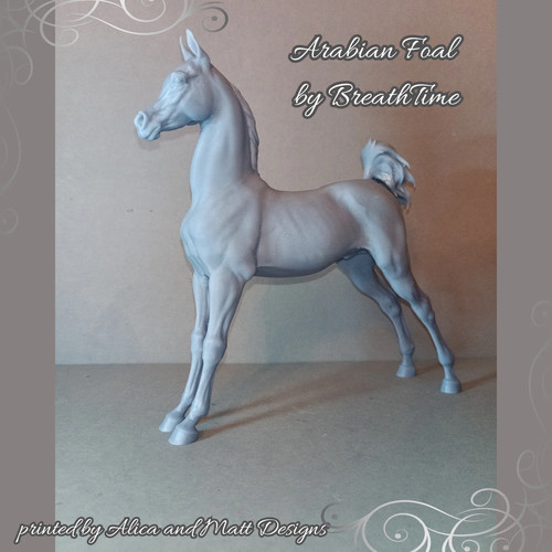 Puledro arabo breathtime - arabo,