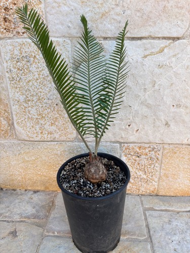 Encephalartos caffer afer - 6, cm