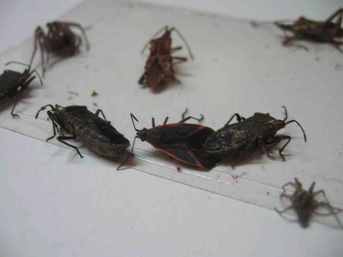 Pezzi trappola striscia per - pezzi,