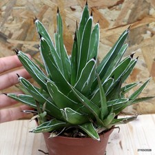 Agave regina vittoria Vaso 10
