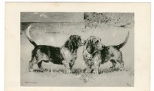 PETIT BASSET GRIFFON VENDEEN