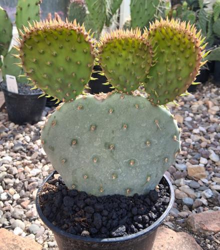 Proprio questo opuntia - questo:,