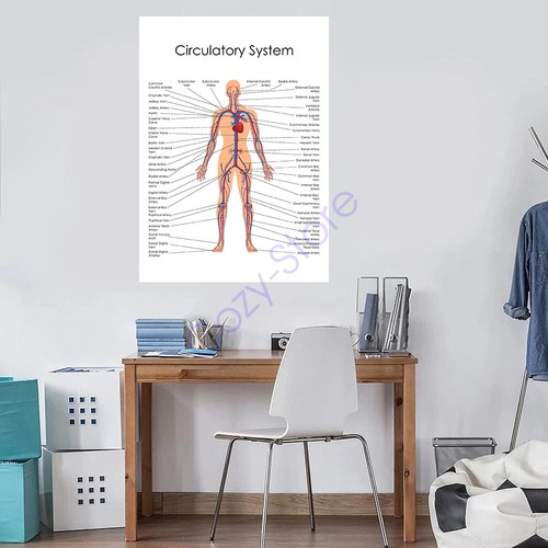 Poster anatomia sistema