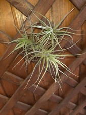 Tillandsia - Pianta Aerea 3