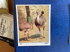 PANINI ALBUM IL MONDO DEGLI ANIMALI 1970 EMU' N 181  MAI ATTACC.