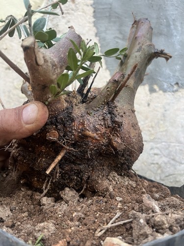 Bonsai olivastro pianta - bonsai,