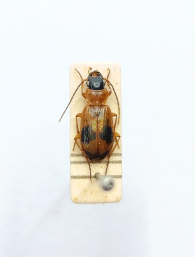 Entomology taxidermy - entomology,