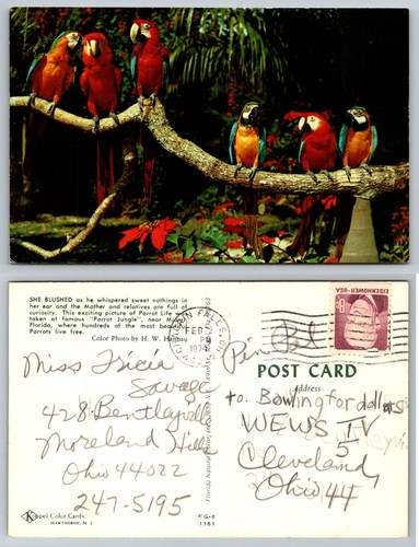 Cartolina standard parrot - cartolina,