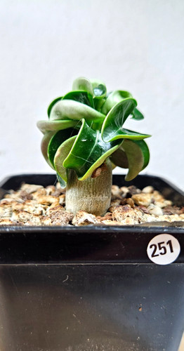 Adenium dha thai medusa - adenium, medusa""