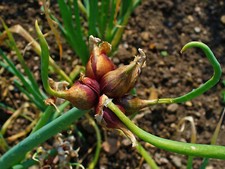 CIPOLLA EGIZIANA Allium cepa