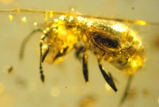 Ambra del Mar Baltico con RARA