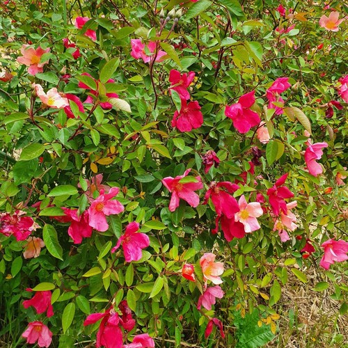 Rosa chinensis mutabilis - rosa, cv