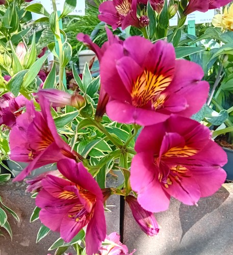 Perenne caliglio incale