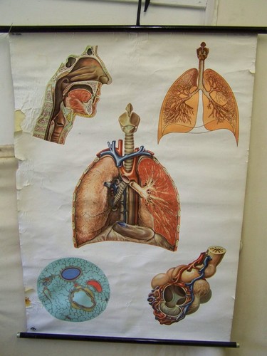 Vecchio anatomia lavagna - vecchio,