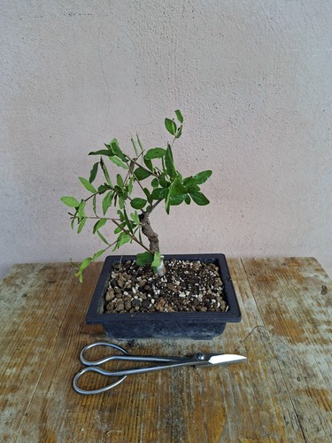 Pre bonsai punica granatum - punica,