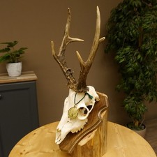 Trofeo Di Caccia Corna Di Capriolo Peso Attuale 430 G