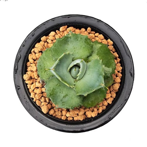 Pianta agave succulenta 6cm - pianta,