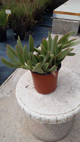 Carpobrotus quadrifidus - carpobrotus,
