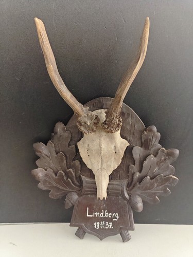 Antico trofeo capriolo - , della