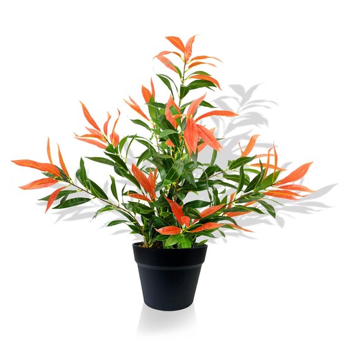 Pianta ficus artificiale - ficus,