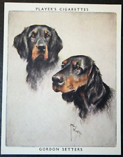 GORDON SETTER  Vintage 1955