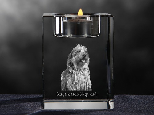 Cane pastore bergamasco - cane,