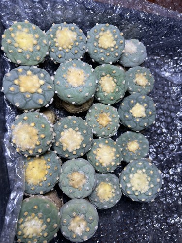 Pezzi cm copiapoa - 10,