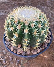 Echinocactus grusonii - echinocactus,
