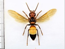 Vespidae: Vespa affinis 1