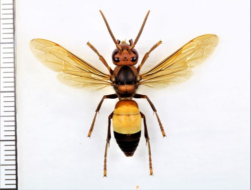 Vespidae vespa affinis 1 - vespa,