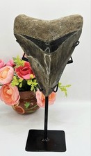 Starter box per collezionisti