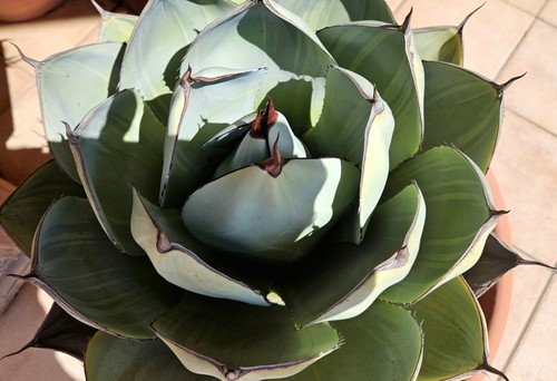 Agave parryi truncata - truncata, "lemon
