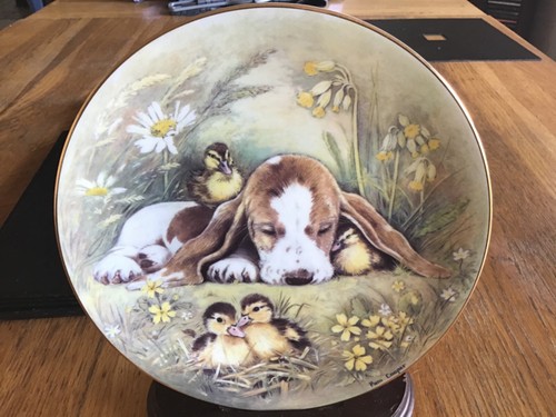 Basset hound puppy - hound, ducklings